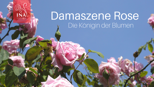 InaEssentials-Bio-Bulgarische-Rose